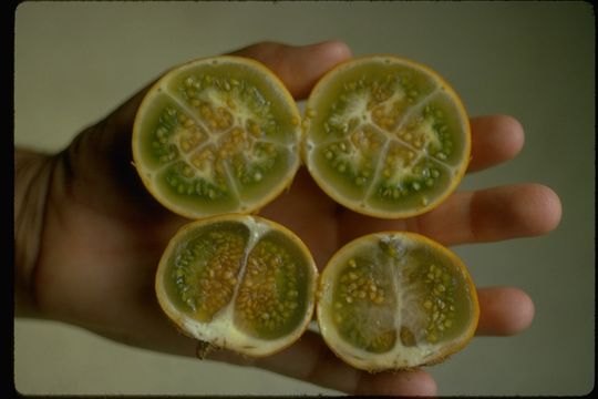 صورة Solanum quitoense Lam.
