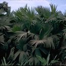 Image of nut palm
