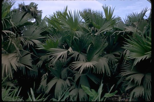 Image of ivory nut palm