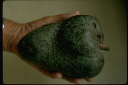 Image of soursop