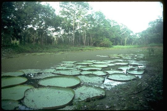 Image of Amazon water-lily