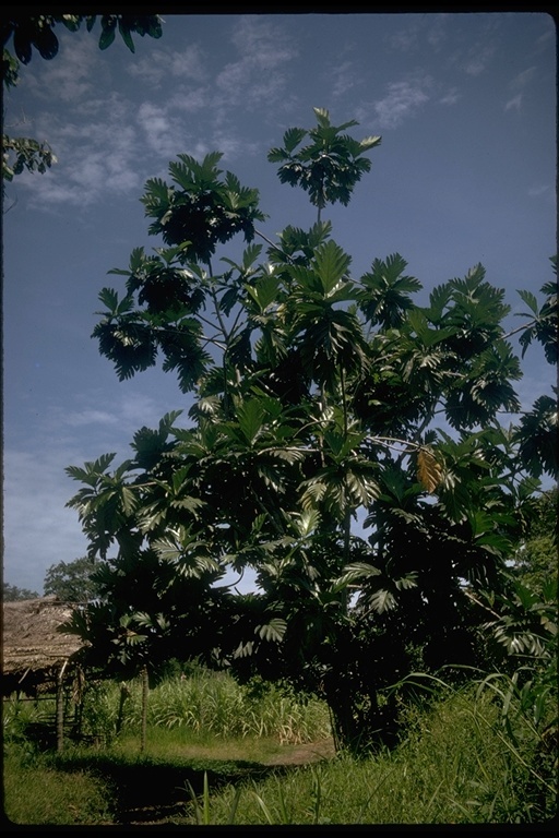 Image of Breadfruit Tree