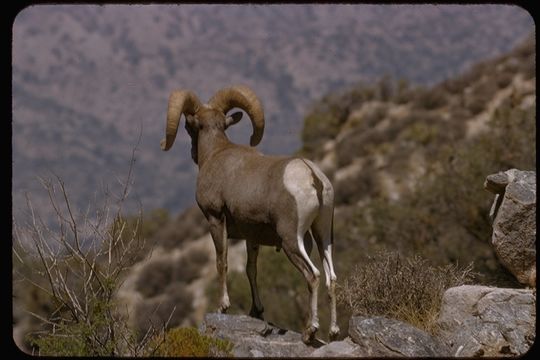 Image of bighorn sheep