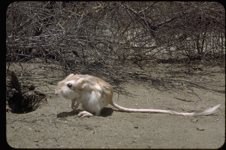 Image of Desert Kangaroo Rat