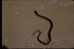 Image of Yellow-bellied sea snake