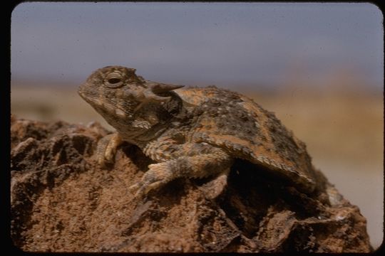 Phrynosoma Wiegmann 1828 resmi