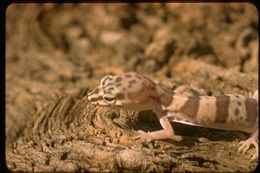 Image of Desert Banded Gecko