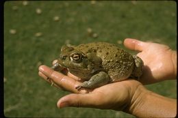 Image of Colorado River Toad Sonoran Desert Toad