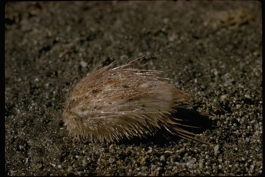 Sivun Echinocardium cordatum (Pennant 1777) kuva