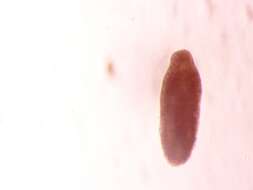 Image of Gorgoderoidea