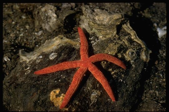 Image of Pacific blood star