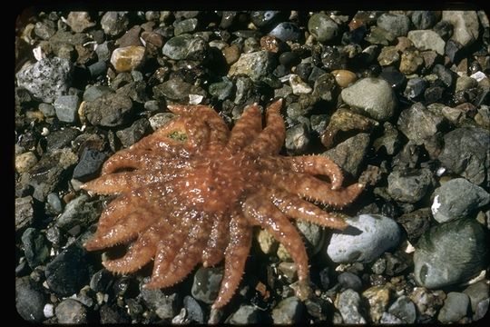 Image of Sunflower star