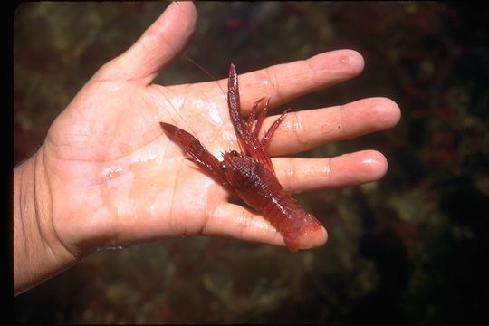 Image of Red Crab