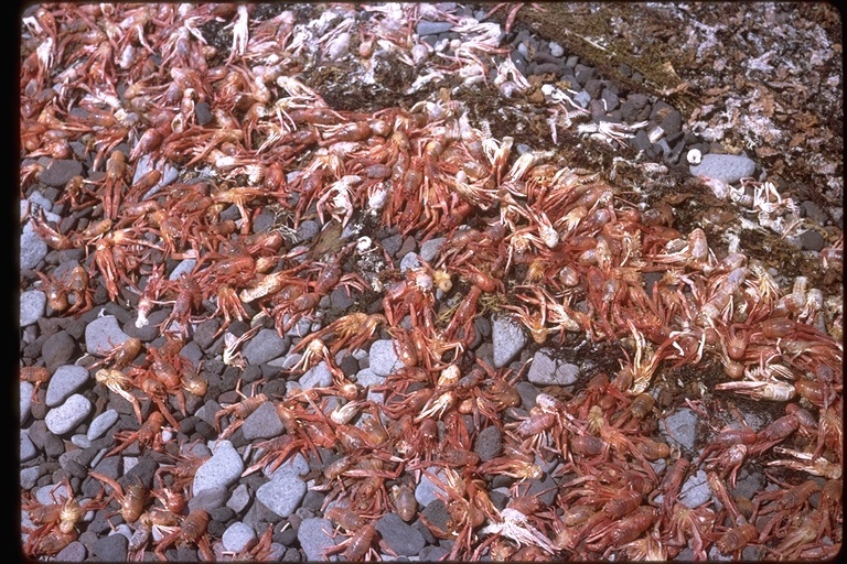 Image of Red Crab