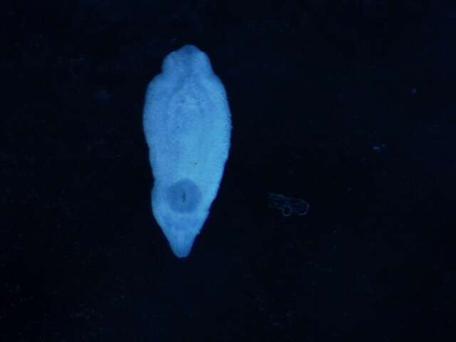 Image of Austrodiplostomum