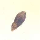 Image of Austrodiplostomum