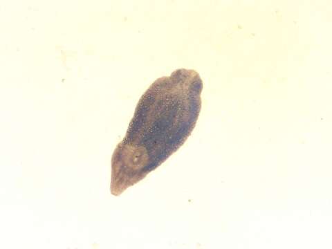 Image of Austrodiplostomum