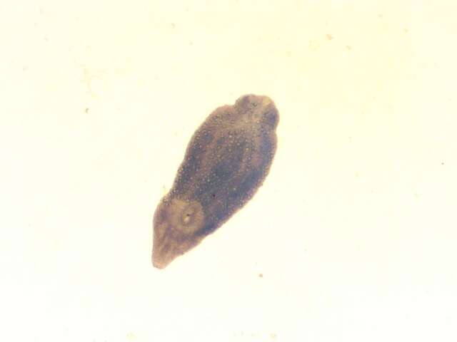 Image of Austrodiplostomum