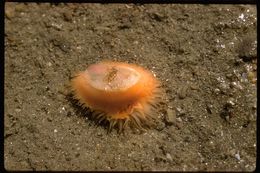 Image of Disco clam