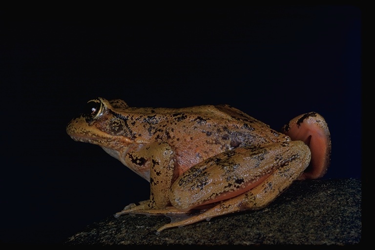 Image of Northern Red-legged Frog