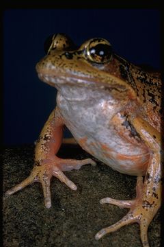 Image of Northern Red-legged Frog