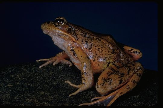 Image of Northern Red-legged Frog