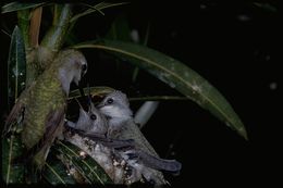 Image of Costa's Hummingbird