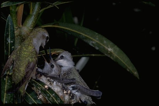 Image of Costa's Hummingbird