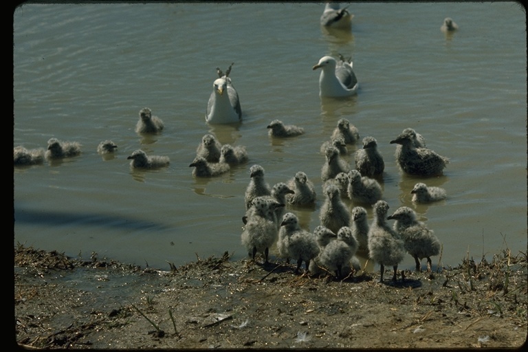 Image of Western Gull