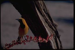 Image of Hooded Oriole