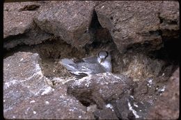 Image of Red-billed Tropicbird