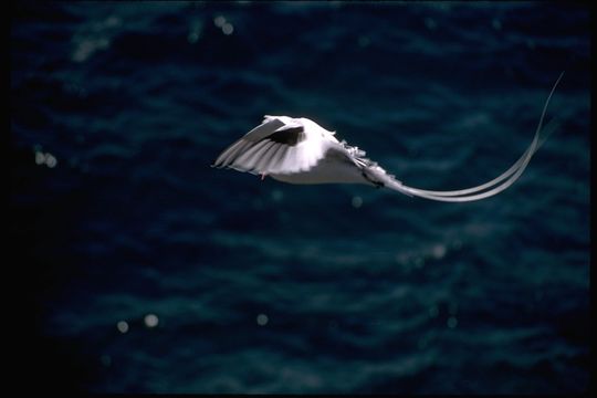 Image of Red-billed Tropicbird