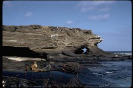 Image of Galapagos Sea Lion