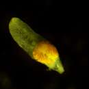 Image of Cyathocotylidae