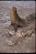 Image of Galapagos Sea Lion