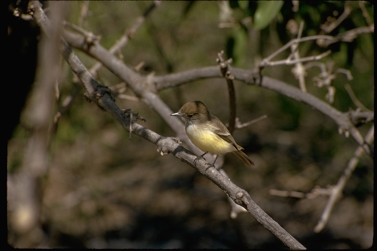 Image of Galapagos Flycatcher