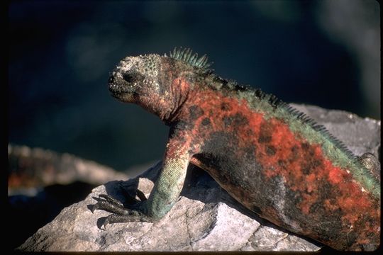 Слика од Amblyrhynchus cristatus venustissimus Eibl-eibesfeldt 1956