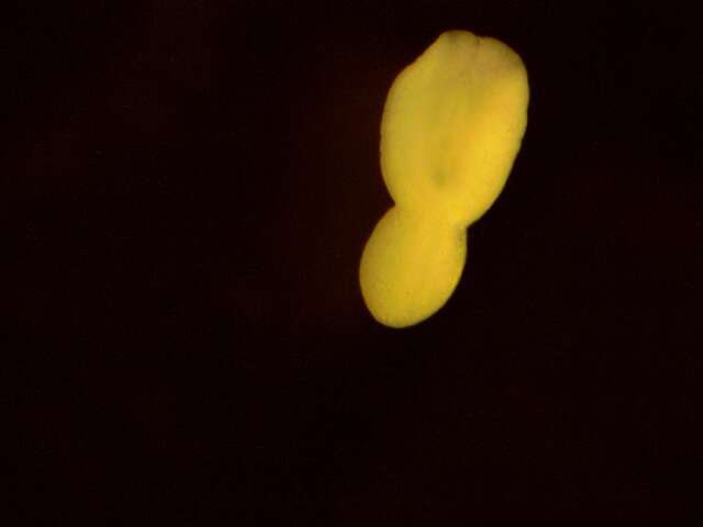 Image of Posthodiplostomum