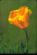 Imagem de Eschscholzia californica Cham.