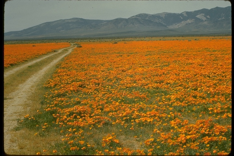 Imagem de Eschscholzia californica Cham.