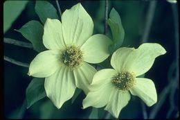 Image of Pacific dogwood