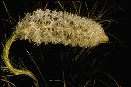 Image of Basket-grass