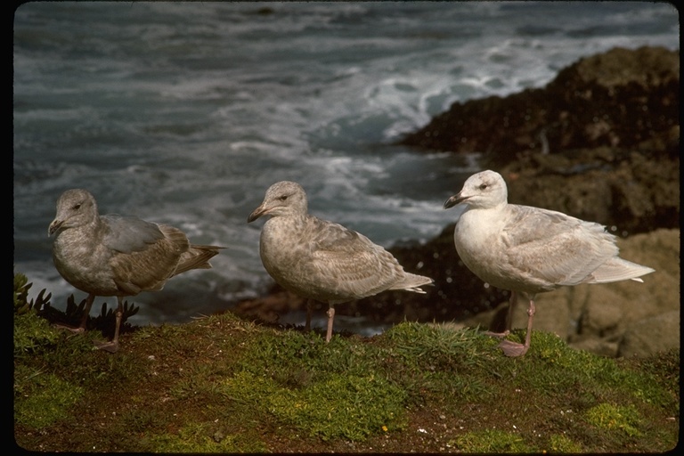 Imagem de Larus glaucescens Naumann & JF 1840