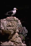 Image of Western Gull