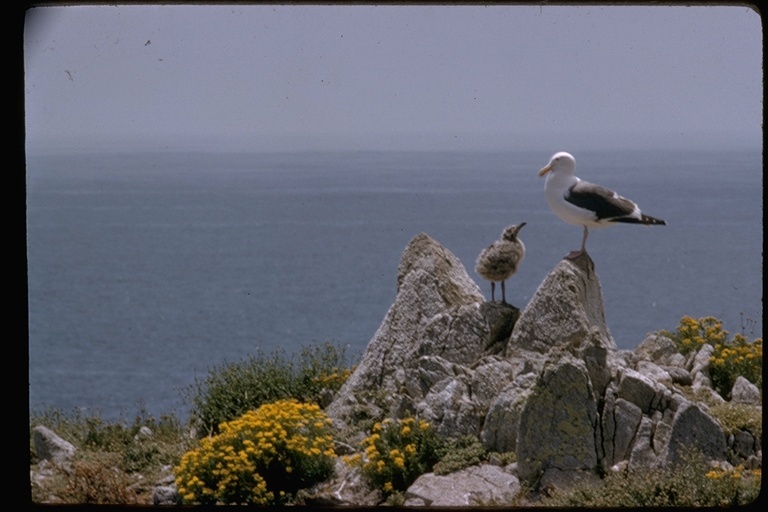 Image of Western Gull