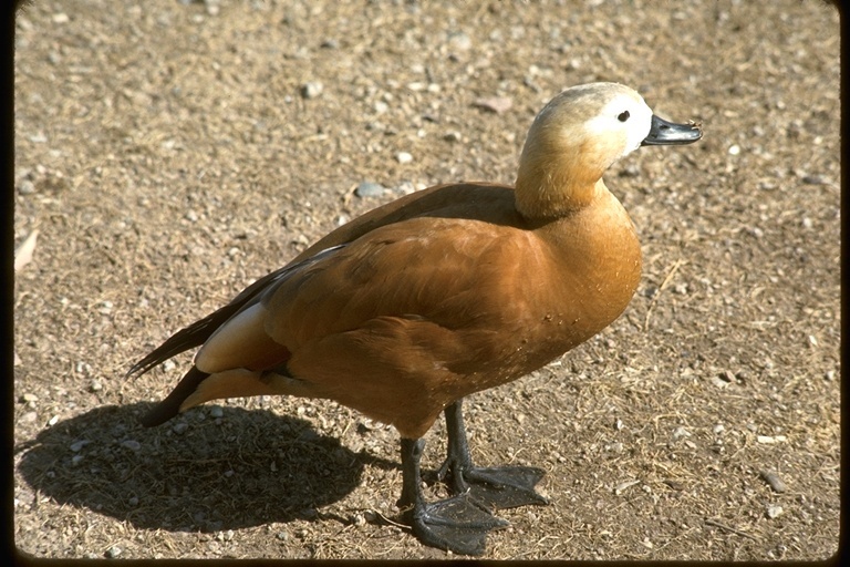 Image of Ruddy Shelduck