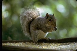 Image of eastern gray squirrel