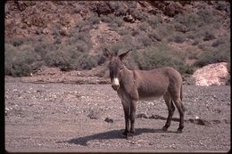 Image of Ass -- Feral donkey