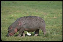 Image of Common Hippopotamus