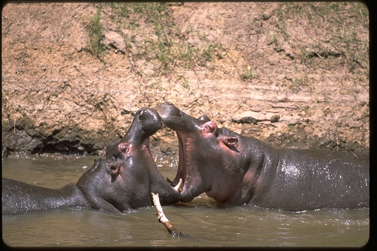 Image of Common Hippopotamus